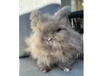 Adopt Max (part of bonded pair) a Other/Unknown / Mixed (short coat) rabbit in