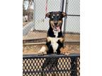 Adopt Bison a Black - with Tan, Yellow or Fawn Rottweiler / Shepherd (Unknown