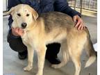 Adopt Smoky a Mixed Breed (Medium) / Mixed dog in Killen, AL (40817508)