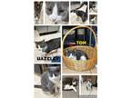 Adopt Tom/Hazeley a Gray or Blue (Mostly) American Shorthair / Mixed (short