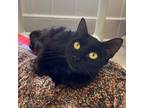 Adopt Clove a All Black Domestic Shorthair / Mixed cat in Port Washington