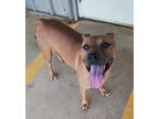 Adopt Monday a Mixed Breed (Medium) / Staffordshire Bull Terrier / Mixed dog in