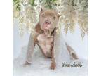 Adopt Uncrustible a American Staffordshire Terrier / Mixed dog in Hardeeville