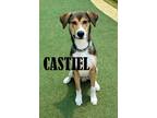 Adopt Castiel a Siberian Husky dog in Mooresville, NC (41265452)