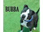 Adopt Bubba a Terrier (Unknown Type, Medium) dog in Mooresville, NC (41265451)