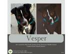 Adopt Vesper a Black - with White Pit Bull Terrier / Labrador Retriever dog in