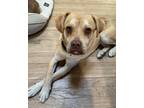 Adopt Chester a Boxer / Labrador Retriever dog in Denver, CO (41202506)
