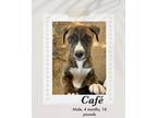Adopt Cafe a Brindle - with White Pit Bull Terrier / Boxer dog in Lukeville
