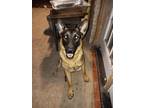 Adopt Cinco a Black - with Tan, Yellow or Fawn German Shepherd Dog / Mixed dog