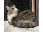 Adopt Molly -AC a Brown Tabby Domestic Longhair / Mixed (long coat) cat in Cross
