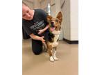 Adopt Lucy a Black - with Brown, Red, Golden, Orange or Chestnut Corgi / Cattle