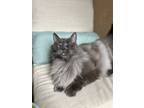 Adopt Bruce a Gray or Blue Domestic Longhair / Mixed (long coat) cat in