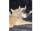 Adopt Zena & Cricket a Brown Tabby Domestic Shorthair / Mixed (short coat) cat