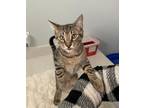 Adopt Jimmies a Domestic Mediumhair / Mixed (short coat) cat in Ocala