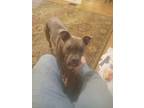 Adopt Pizza a Brown/Chocolate American Pit Bull Terrier / Mixed dog in Martinez
