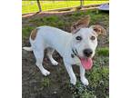 Adopt Prancer Sims Boswell a White Labrador Retriever dog in Twin Falls