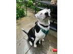 Adopt Paws Guerrero a White Labrador Retriever dog in Twin Falls, ID (40973477)