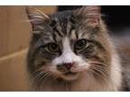 Adopt Twilight a Tiger Striped Domestic Longhair / Mixed (long coat) cat in