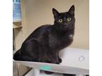 Adopt Eclipse a Domestic Shorthair / Mixed (short coat) cat in Cedar Rapids