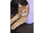 Adopt Shorty a Orange or Red Tabby Tabby / Mixed (medium coat) cat in El Paso