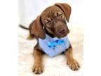 Adopt Fury a Red/Golden/Orange/Chestnut Terrier (Unknown Type