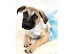 Adopt Frost a Brindle Terrier (Unknown Type, Medium) / Black Mouth Cur / Mixed