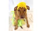 Adopt Fusion a Red/Golden/Orange/Chestnut Terrier (Unknown Type