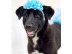 Adopt Regina a Black Border Collie / Australian Cattle Dog / Mixed dog in