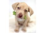 Adopt Gabriel a Tan/Yellow/Fawn Labrador Retriever / Mixed dog in Picayune