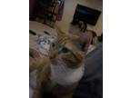 Adopt garfield a Orange or Red Domestic Shorthair / Mixed (short coat) cat in