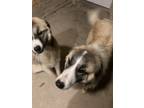Adopt Ladybird & Blue Star a White - with Tan, Yellow or Fawn Great Pyrenees /
