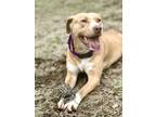 Adopt Sunny a Tan/Yellow/Fawn - with White Pit Bull Terrier / Mixed Breed
