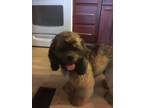 Adopt Dexter a Brown/Chocolate - with Black Cocker Spaniel / Mixed dog in