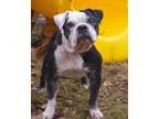 Adopt Monkey- Adoption Pending a Black Staffordshire Bull Terrier dog in