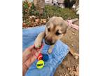 Adopt Shelby Pup (Male #2) a Tan/Yellow/Fawn - with Black German Shepherd Dog /