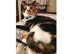 Adopt Millie a Calico or Dilute Calico Domestic Shorthair / Mixed (short coat)
