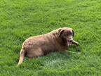 Adopt Lilly a Brown/Chocolate Labrador Retriever / Mixed dog in Shelley