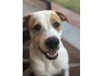 Adopt Rowdy a White - with Brown or Chocolate American Pit Bull Terrier / Mixed