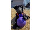 Adopt Duke a Black Retriever (Unknown Type) / Mixed dog in Meadow Lake