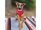 Adopt Joey a Black - with Tan, Yellow or Fawn Blue Heeler / German Shepherd Dog