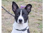Adopt Mandy a White - with Black Canaan Dog / Pointer / Mixed dog in Anniston