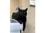 Adopt Dill/turbo a Domestic Shorthair / Mixed cat in Troy, VA (41250682)