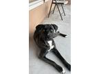 Adopt Hanalei a Brindle - with White Cane Corso / American Pit Bull Terrier /
