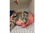 Adopt Marlo (Catherine) a Gray or Blue Domestic Shorthair / Mixed Breed (Medium)