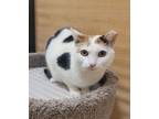 Adopt Pixie a White Domestic Shorthair / Mixed Breed (Medium) / Mixed (short