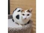 Adopt Pixie a White Domestic Shorthair / Domestic Shorthair / Mixed cat in