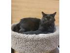 Adopt Efy a All Black Domestic Mediumhair / Domestic Shorthair / Mixed cat in