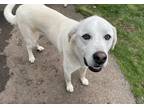 Adopt Milo a White Great Pyrenees / Mutt / Mixed dog in Kenna, WV (41269108)