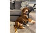 Adopt Reba a Red/Golden/Orange/Chestnut - with White Australian Shepherd / Mixed