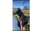 Adopt Gracie a Black - with White Rat Terrier / Mixed dog in Keene